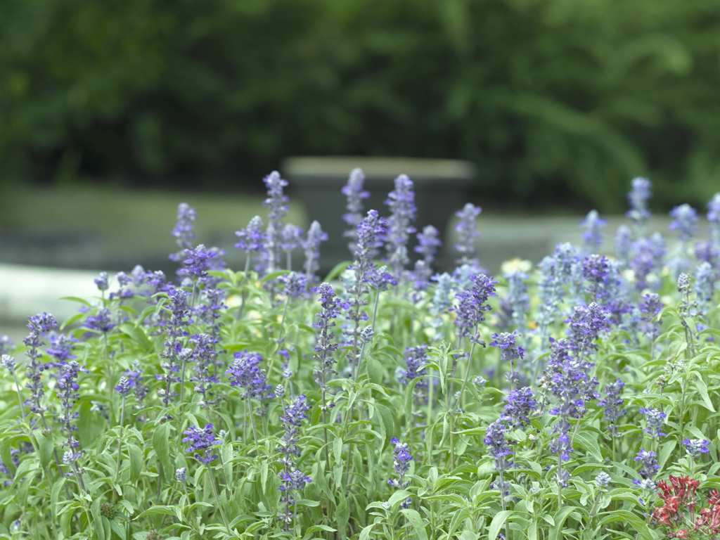 夏の花壇