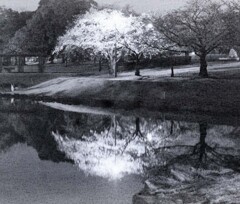 夜の逆桜