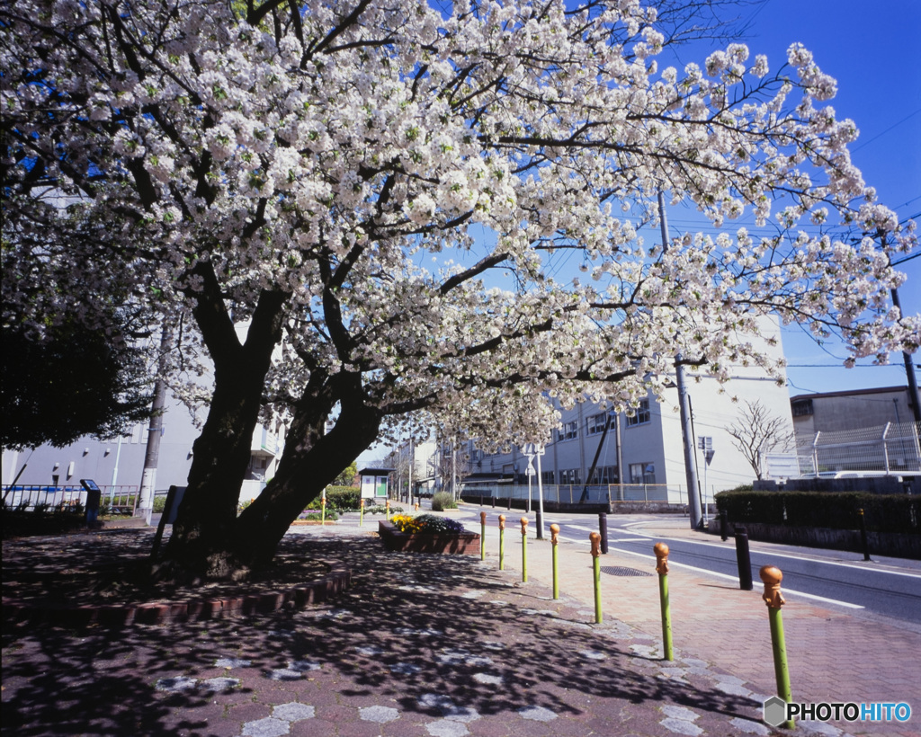 桜のコントラスト