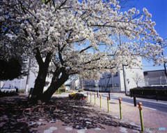 桜のコントラスト