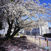 桜のコントラスト