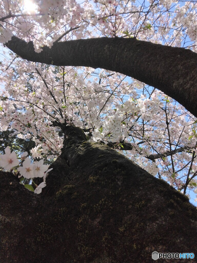 桜道