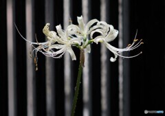 雨下の彼岸花