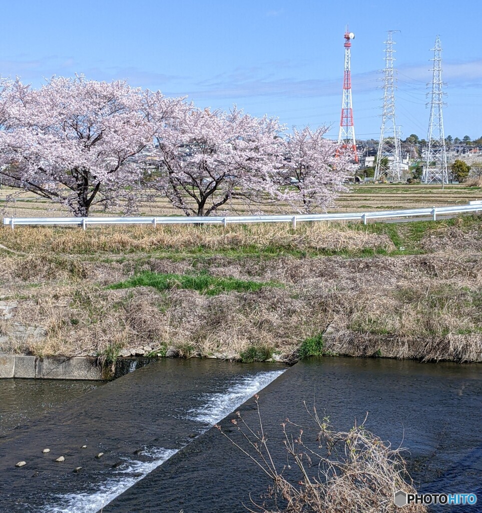 川と桜