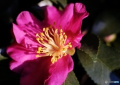 鳥に啄まれても