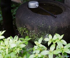 恵みの雨
