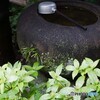 恵みの雨