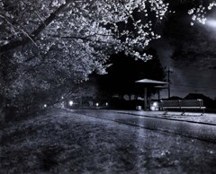 夜の桜並木