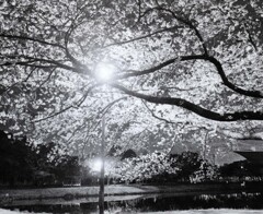 満開の夜桜