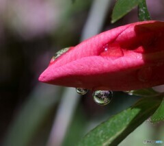 雨露レンズ