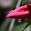 雨露レンズ