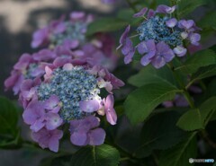 紫陽花盛り