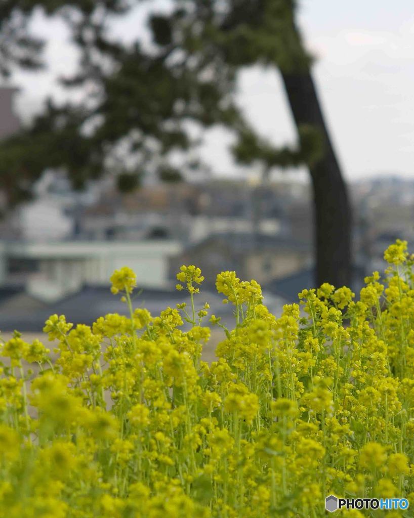 菜の花ヶ丘