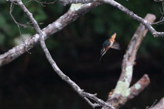 カワセミ　幼鳥④