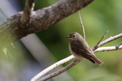 キビタキ♀