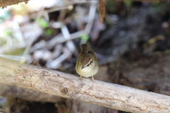 ヤブサメ