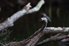 カワセミ幼鳥