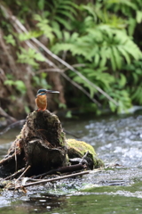 カワセミ