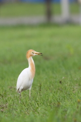 アマサギ③