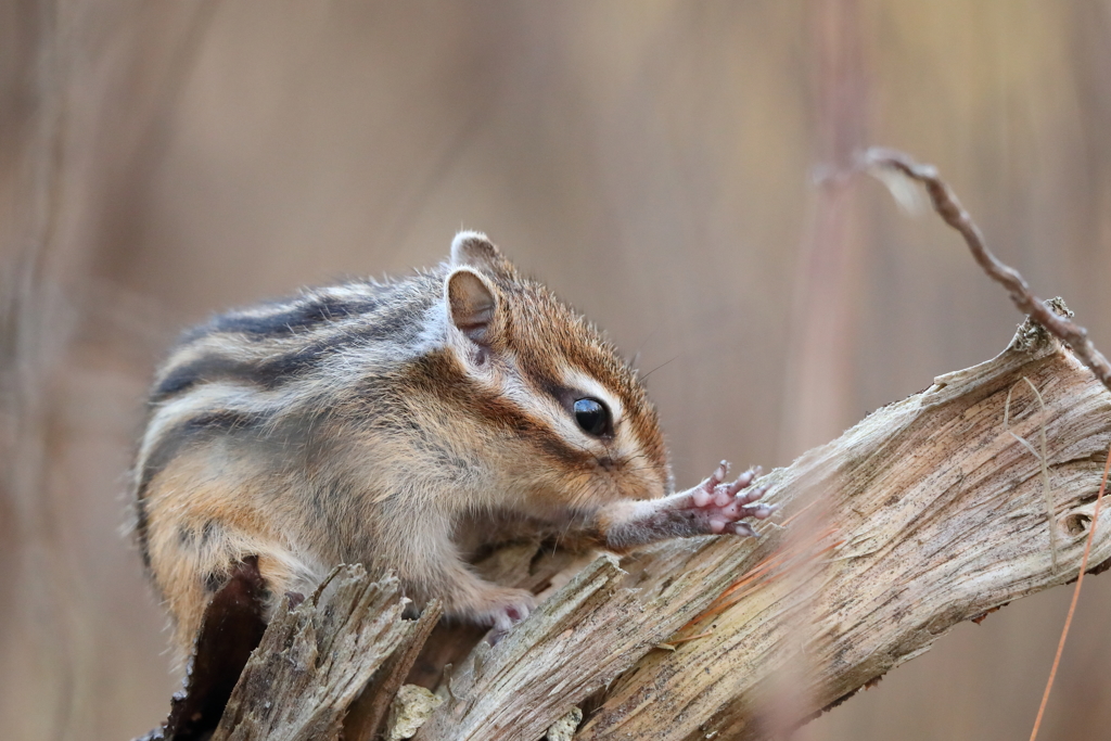 シマリス④