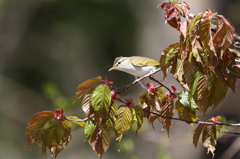 センダイムシクイ