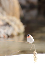 ウソ