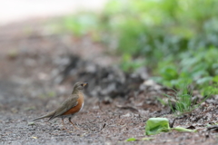 アカハラ