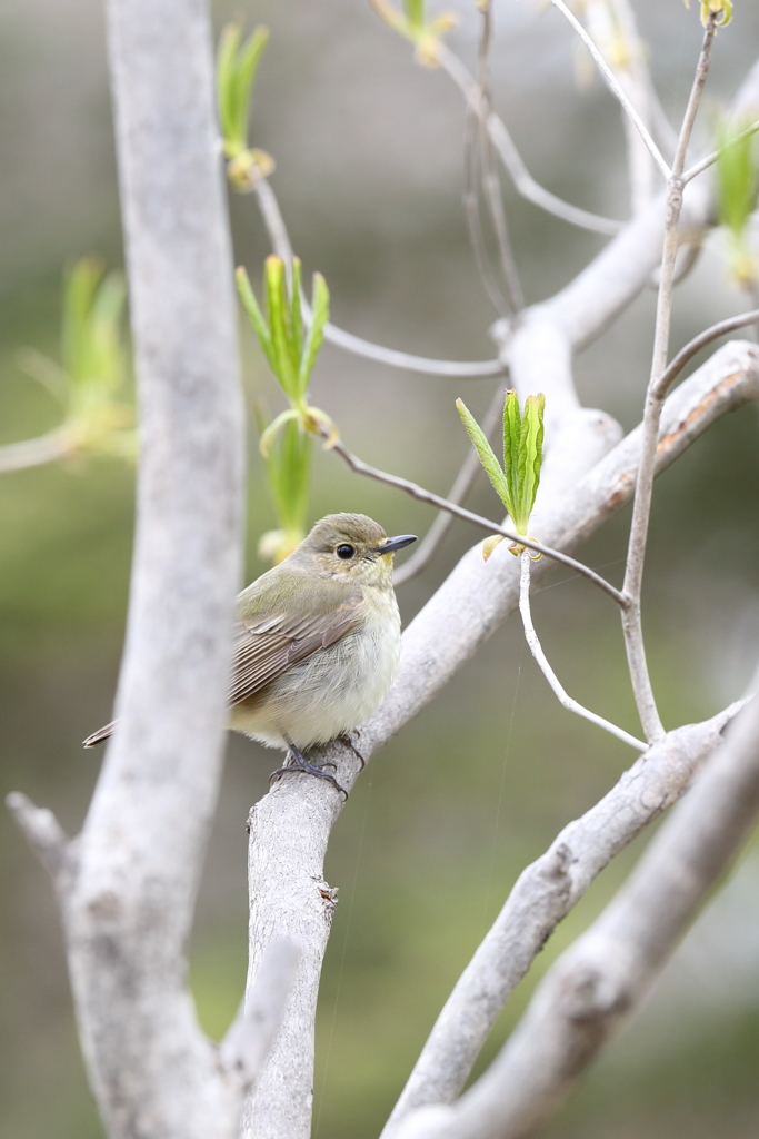 キビタキ♀