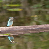 カワセミ②