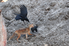 カラス VS キタキツネ②