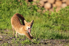 キタキツネ③