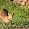 キタキツネ③