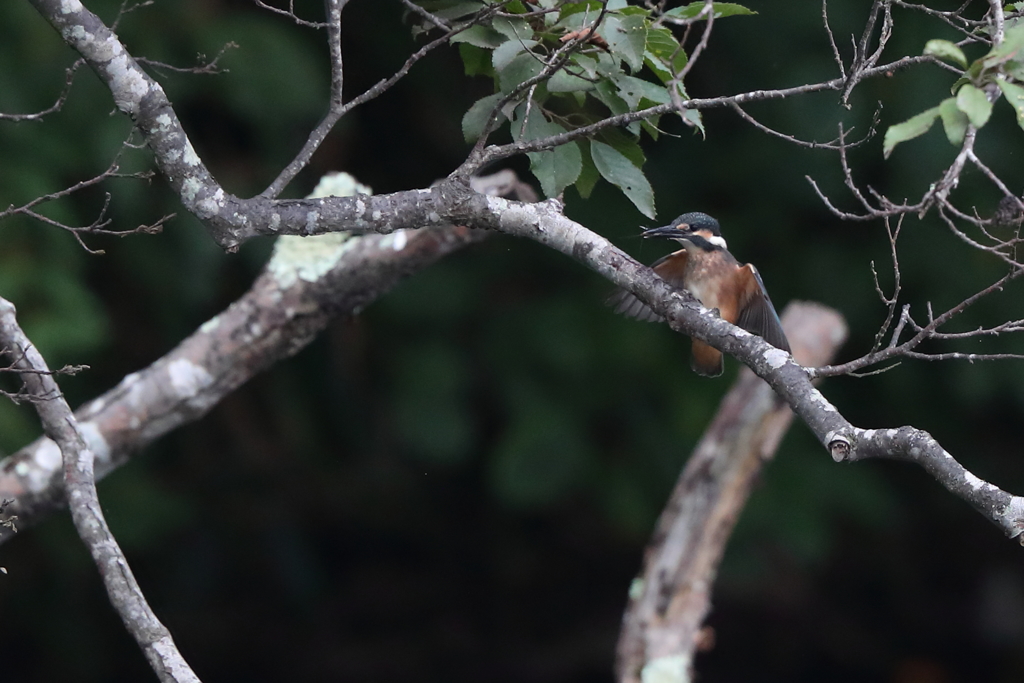 カワセミ　幼鳥③