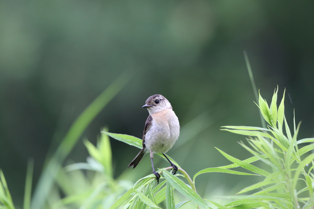 ノビタキ　幼鳥