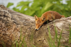 キタキツネ