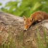 キタキツネ