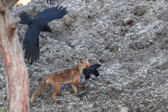 カラス VS キタキツネ