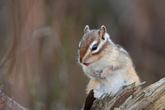 シマリス③