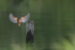 カワセミ幼鳥②