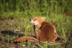 キタキツネ④