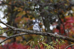 ヤマセミ♀