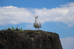 カモメ