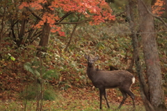 エゾシカ