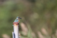 カワセミ