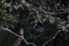 カワセミ　幼鳥