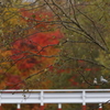 遠くのヤマセミ