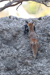 カラス VS キタキツネ③