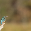 カワセミ♀