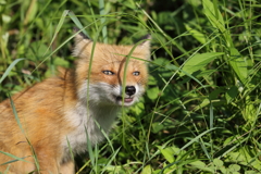 ニヤッ