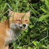ニヤッ
